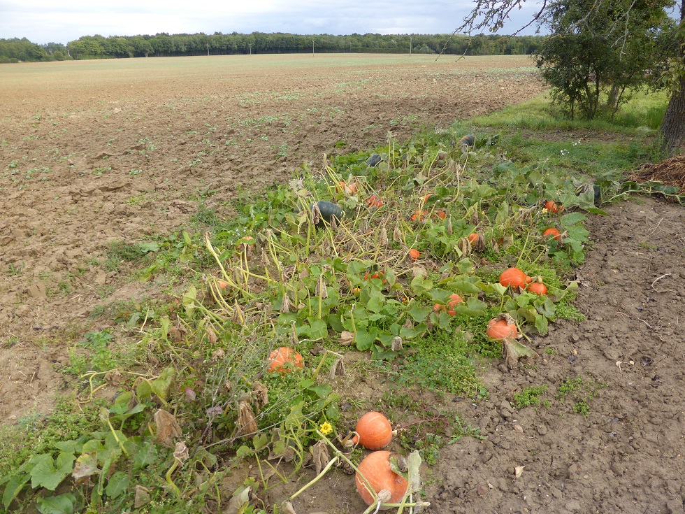 A FOND LA COURGE 335909avtpot3