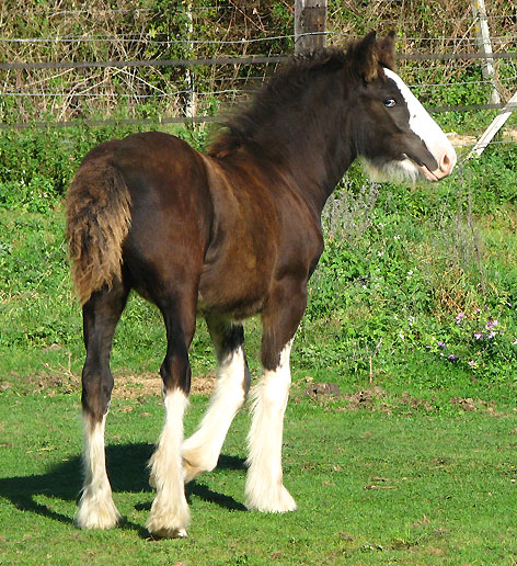 11 - 78 IC... Black Rose Tan (Gypsy Rose x Gwenog Tan) belles photos bas P3 - Page 2 336267IMG1201