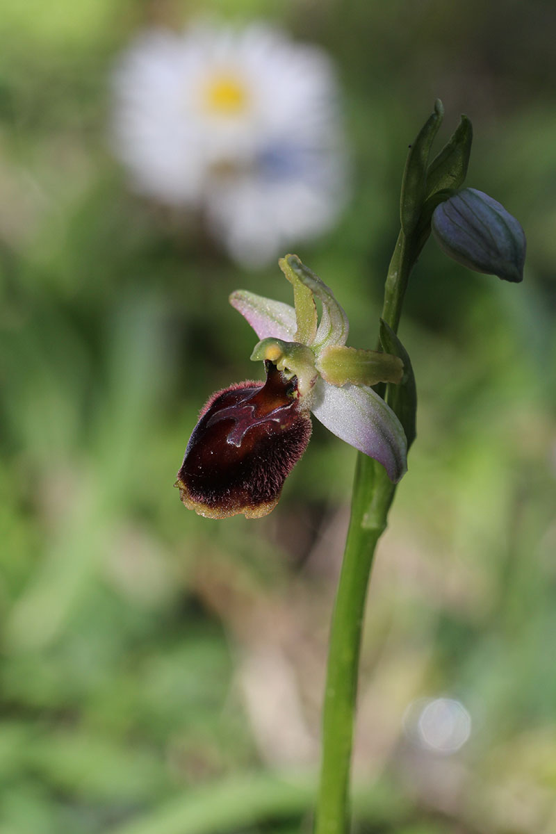 Ophrys panormitana var praecox (Ophrys précoce ) 336341IMG5496forum