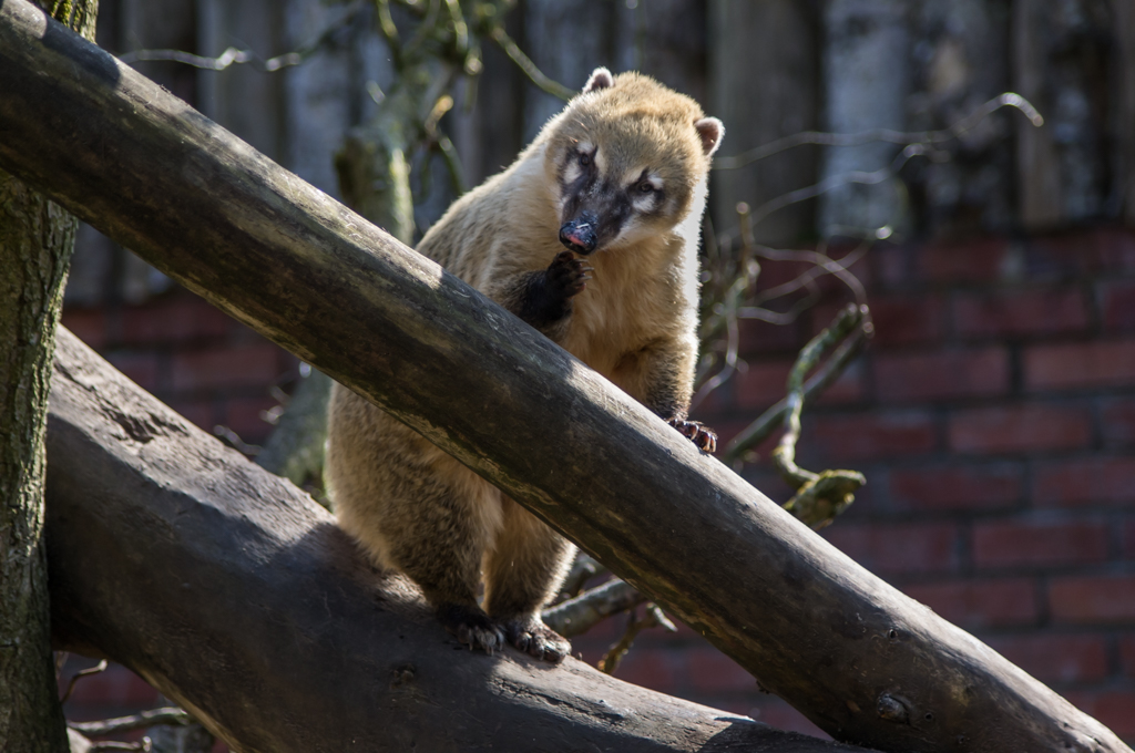 Zoo de Lille 338684IGP3823