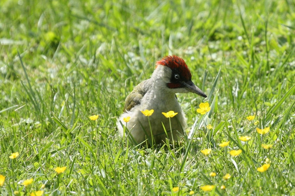 Woody woodpecker ou le Pic vert  33942129p4