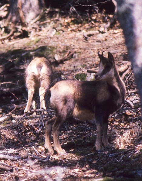 Parcs,réserves- Parcs nationaux - Les Pyrénées - 33996511deuxisards