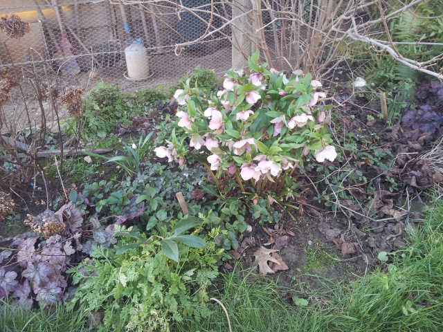 Helleborus niger ou Rose de noel ou Hellebore - Page 26 34028820160117161509