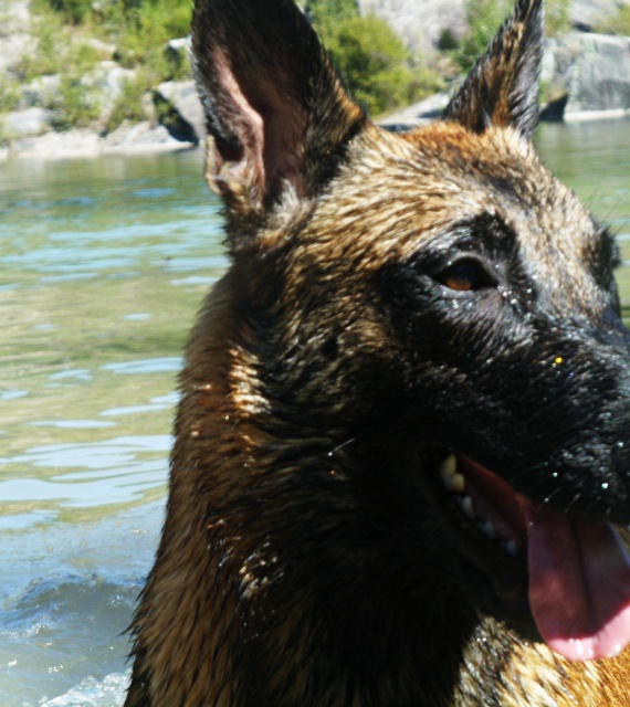 Un trio de malinois !  - Page 13 340804GEDC0563