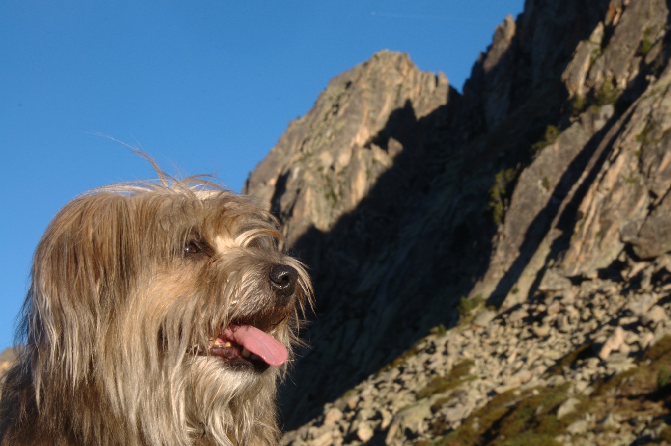 Une vie pyrénéenne de labrit des pyrénées - Page 8 341351aga0110