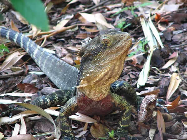 Animaux - Lézards - Caméléon panthère -Anguidae - L'orvet - 342508dragoneau1414dbf9f