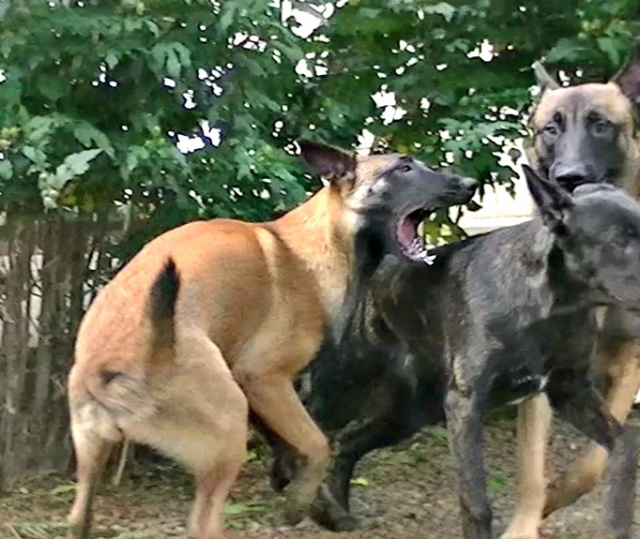 Un trio de malinois !  - Page 5 342787vlcsnap2012102213h08m31s0