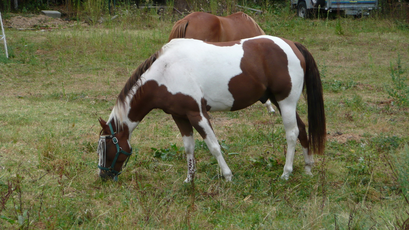 [Fil - Ouvert ] Chevaux 345611028