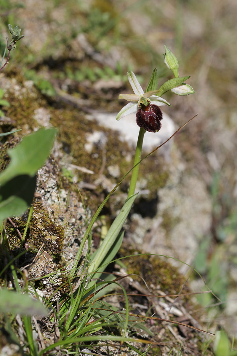 Ophrys panormitana var praecox (Ophrys précoce ) 345621IMG5478forum