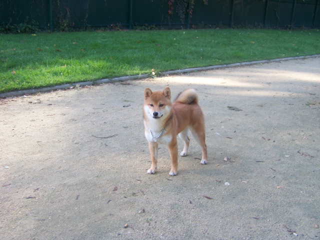 Ma Donnie, ma shiba, mon soleil ♥ - Page 2 3464511016926