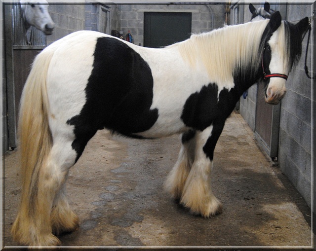 [PLACE ANNA] JOLI MALOU Irish Cob Hongre 6 ans Ca change non ? 347507malou3