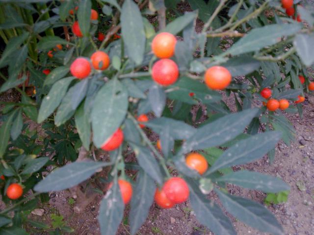 Solanum...ou pommier d'amour 3502593.Solanum___LA_GRAINE