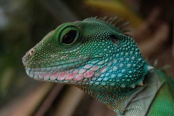 Animaux - Lézards - Caméléon panthère -Anguidae - L'orvet - 351270untitled14dc1eb