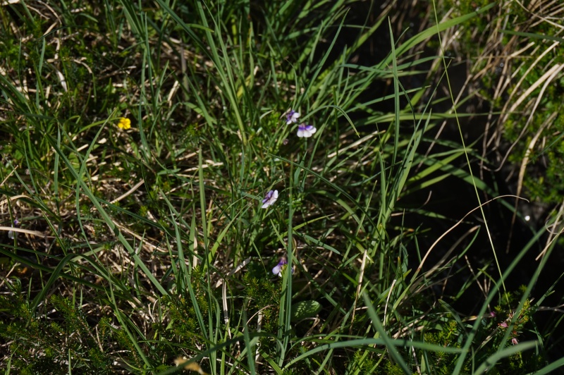 Grassettes in situ en Juin 2017 351354DSC03473