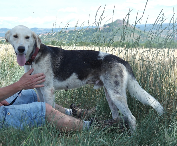 SPIKE (mâle croisé chien chasse beige et noir) 351561SAM2468