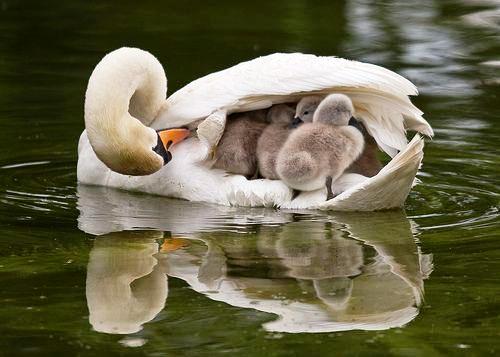 TENDRESSE !!! - Page 2 351740cygne