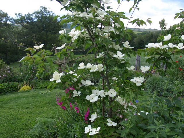 Cornus Kousa Vénus - Page 2 352434P5282106