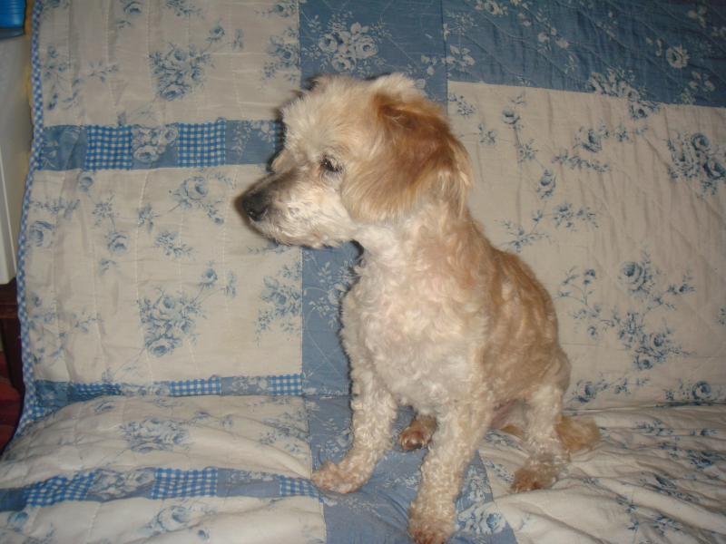 MILAINE F BICHON  12 ANS SPA GIEN (45) ADOPTEE PAR DAYSIE  352917DSC05681