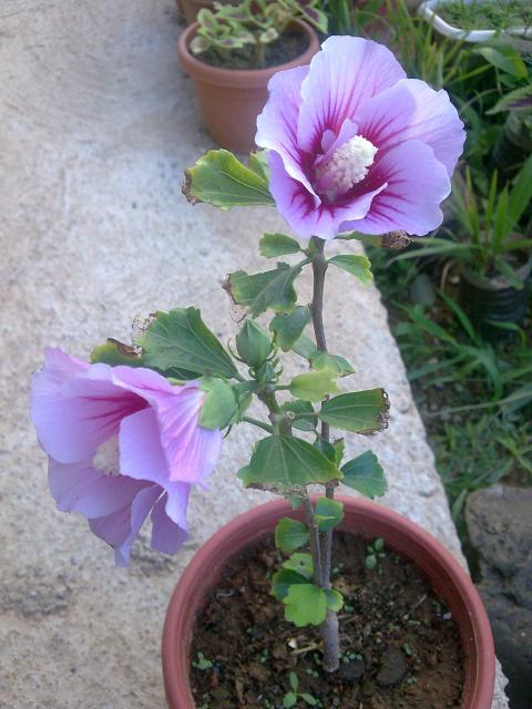 Mes hibiscus....floraison éphémère... 35363855