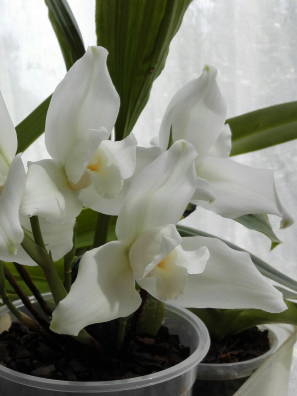 Lycaste virginalis f. alba 354353IMG20150611153108