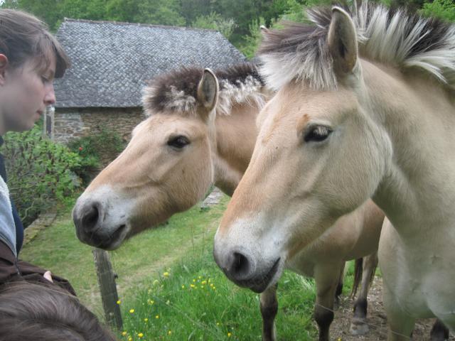 Les autres chevaux croisés dans le Cantal... 354470IMG65651