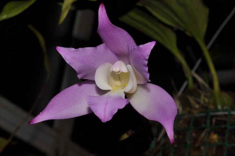 Laelia furfuracea 354762Laeliafurfuracea0145