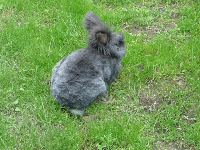 Les soins du pelage chez le lapin angora 354889P1130622