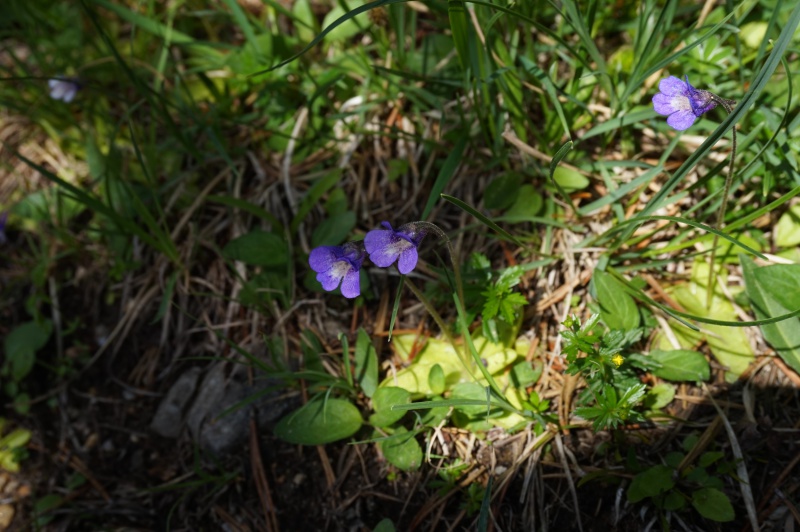 Grassettes in situ en Juin 2017 355303DSC03476