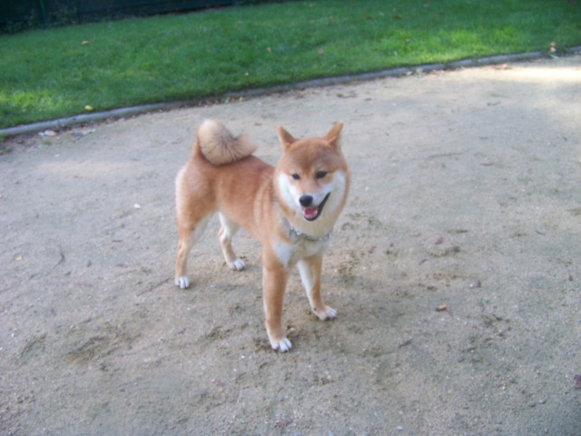 Ma Donnie, ma shiba, mon soleil ♥ - Page 2 3560111016936