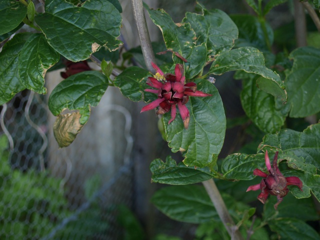 Calycanthe, Arbre Pompadour  - Page 4 356380P5282053