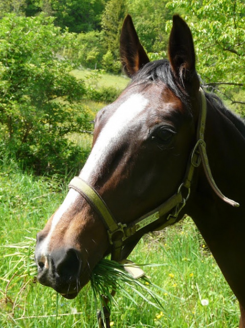 Noscarella, jument de rando, trotteuse de 14 ans 357014P1060051