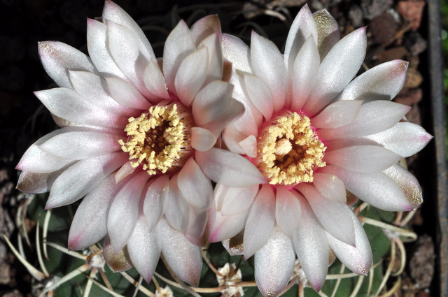 Floraisons de mes Gymnocalycium 358781gymnocalyciumbayrianum1106265