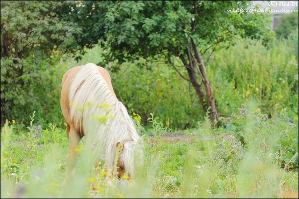 Marionaud. Haflinger ( é ) 3591999d228357