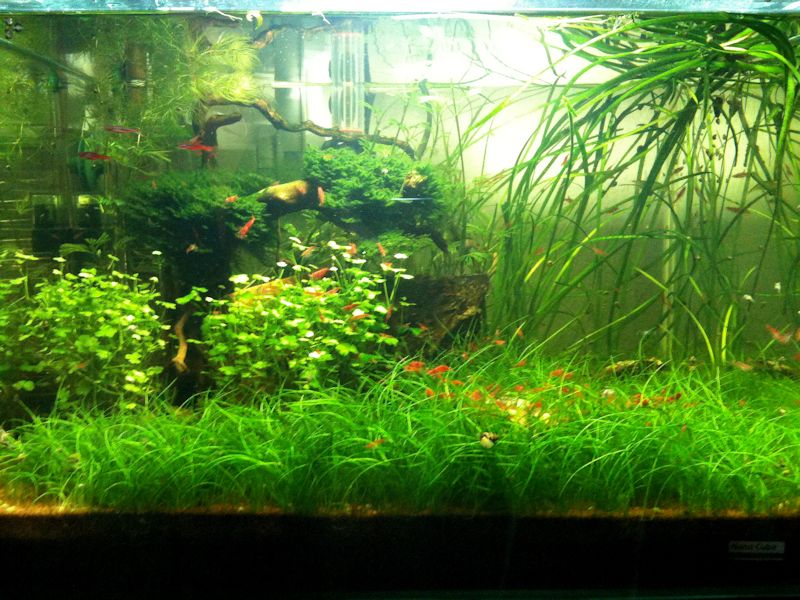 Mon Scaper's Tank 50L Aquascaping - Page 5 359274IMG0777