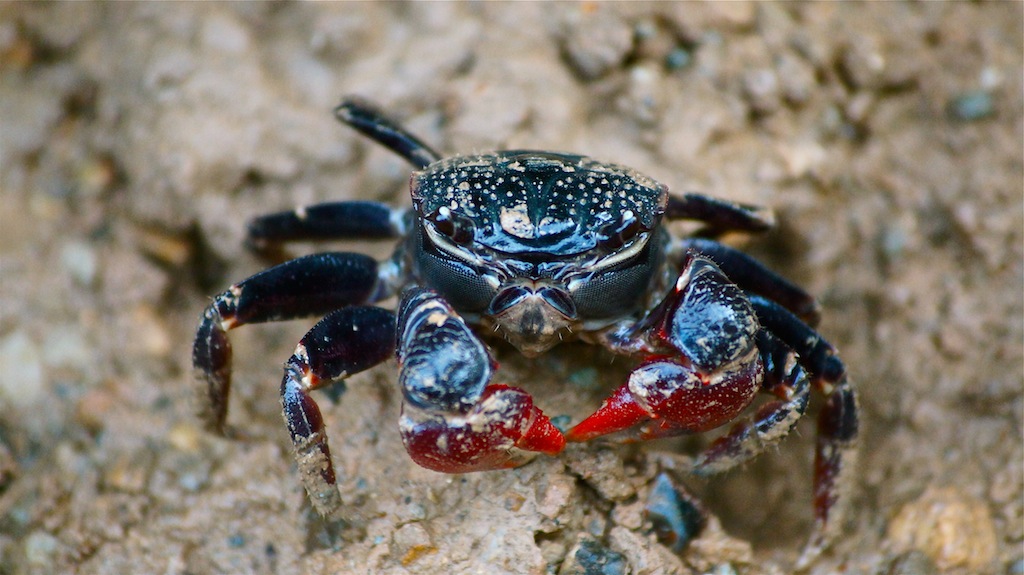 Habitants de la mangrove 359671Crabe1