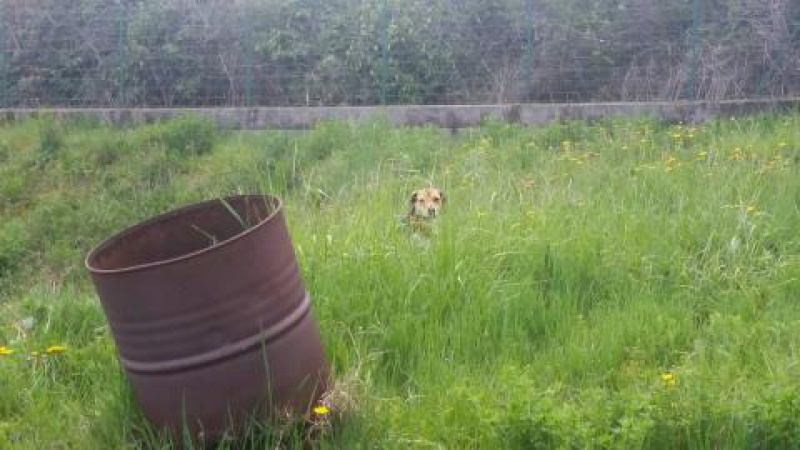 ILONA ( femelle croisée beagle) 36050920160411175110