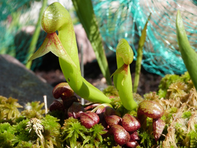 Darlingtonia californica 'red' - Page 3 361793P1140535