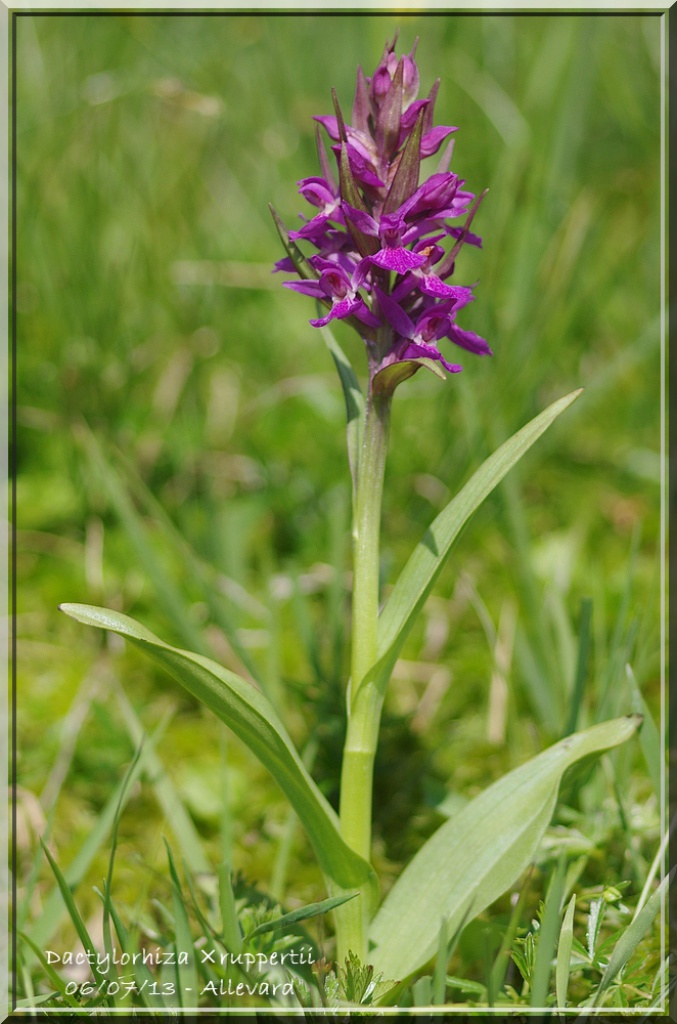 Dactylorhiza parvimajalis × sambucina 363136IMGP34811cadre