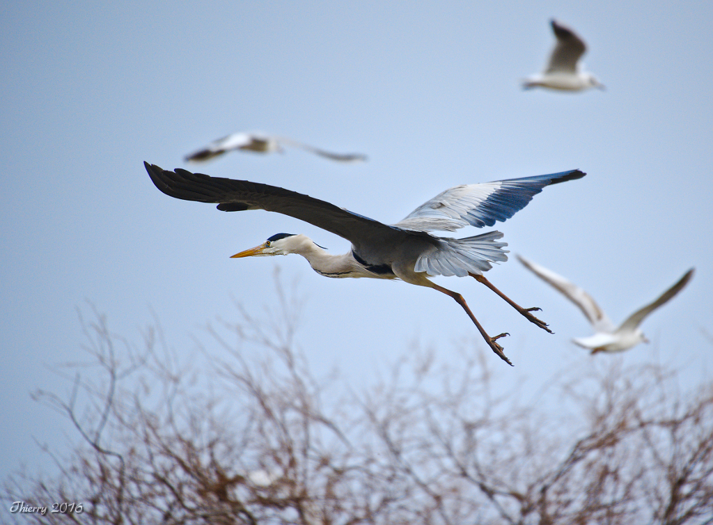 [tiotiti] Animaux de Camargue - Page 4 364107DSC0846