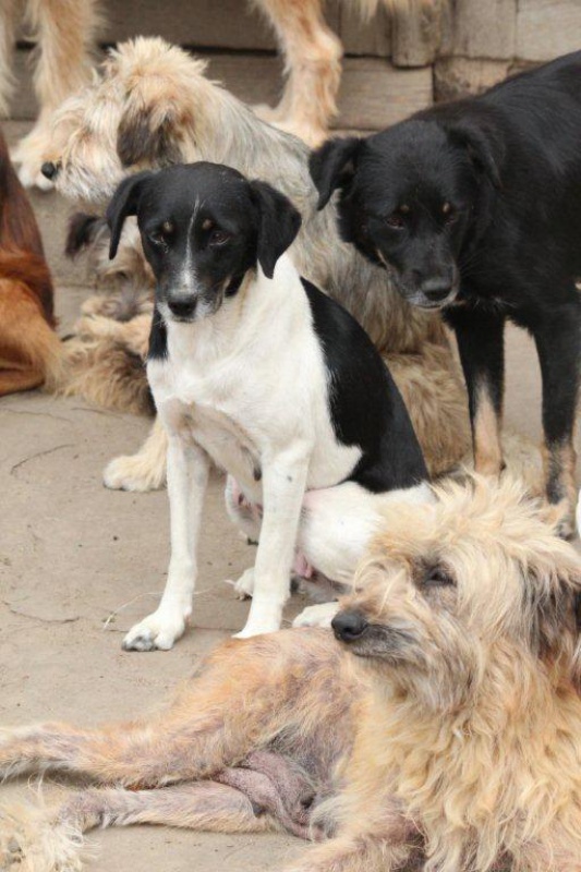 APPEL URGENT 20 CHIENS A SAUVER DANS LE 64 SOS APPA EQUIDES 365050251