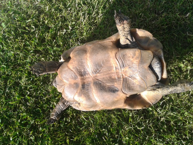 Identification de mon gros pèpère Aldo  36634420130513192049