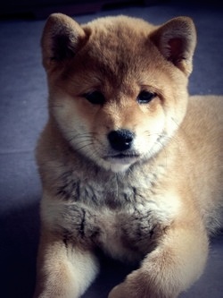 Ma Donnie, ma shiba, mon soleil ♥ - Page 2 3678431016430