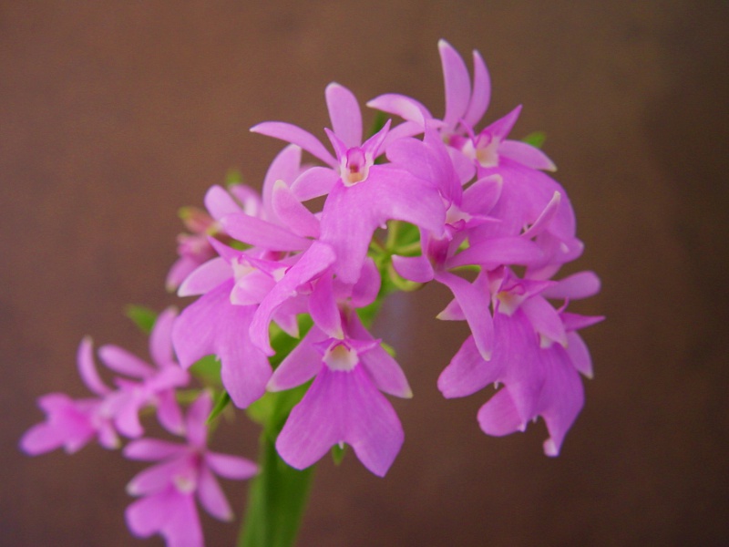 Epidendrum centropetalum (syn. Oerstedella centradenia) 371781DSC05707