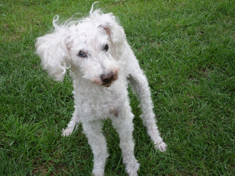 SKIPY CANICHE BLANC MALE 11 ANS - ADOPTE  - Page 4 372132SAM2224