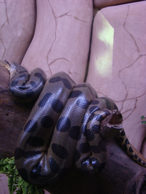 reptilarium du mont st michel ( alligator bay) 373087eunectesnotaeus