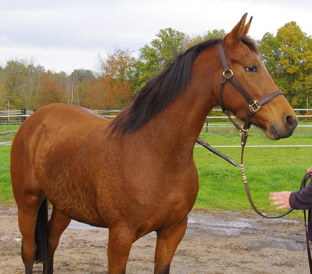 [PLACEE  MASSY] UDINE  ... 147 cm de pure beauté ! 373315udineduqu