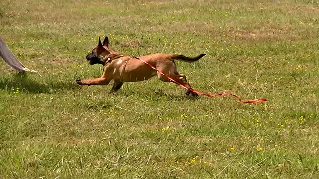 Un trio de malinois !  374520bibimordant8