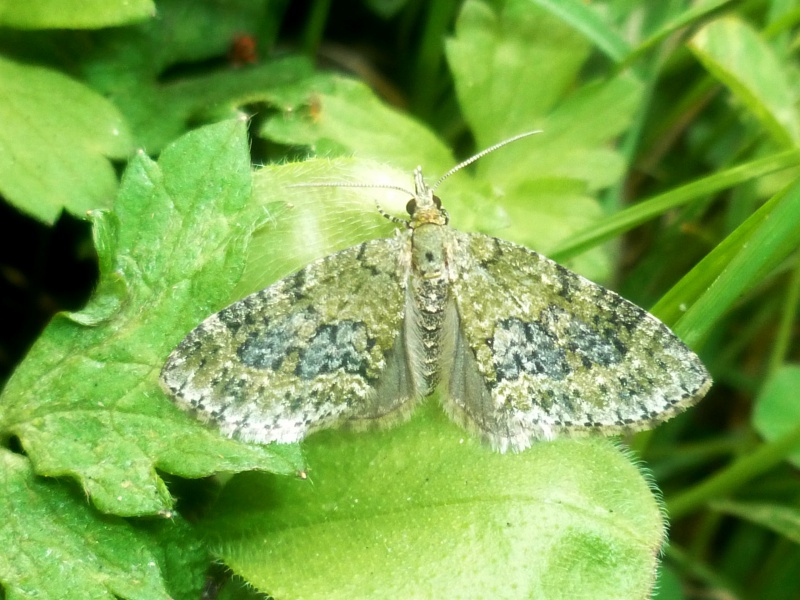 [Acasis viretata](Geometridae) Un géomètre qui s'est mi au vert  375058P1080078o