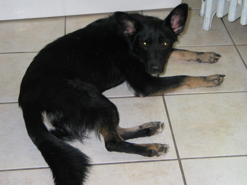 > Mika, un amour de petite chienne, née en mai 2011 - Adoptée 375732IMG9890