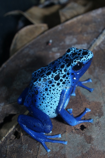 Dendrobates azureus 377024DSC02487